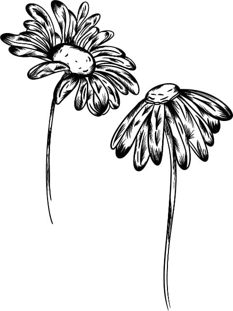 Oxeye Daisy